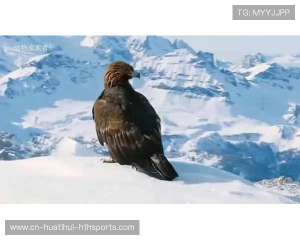 老鹰防守收缩极为坚决：从压迫到封锁的视觉震撼